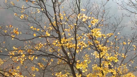 Bright Yellow Maple Leaves Dancing in Wind Stock Footage 346196255