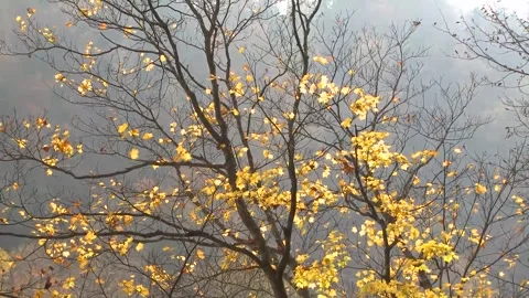 Bright Yellow Maple Leaves Dancing in Wind Stock-Footage 346196259