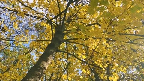 Bright yellow maple leaves flutter on their branches in the gusts of wind  Stock Footage 321154418