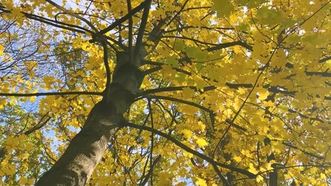 Bright yellow maple leaves flutter on their branches in the gusts of wind Stock Footage 321490833