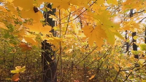 Bright yellow maple leaves flutter on their branches in the gusts of wind. 库存影片 323881131