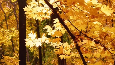 Bright yellow maple leaves illuminated by sunlight on tree branches Stock Footage 344400427