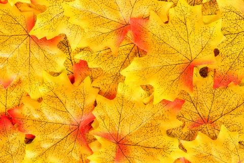 Bright yellow maple leaves. Stock Photos