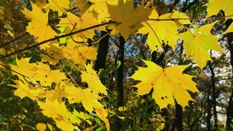 Bright yellow maple leaves sway in the gentle breeze on a branch in the rays. Vidéo 321146305