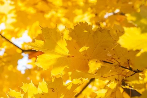Bright yellow maple leaves on a tree background in autumn Stock Photos