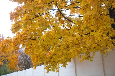 Bright yellow maple leaves on a tree branch in autumn Stock Photos