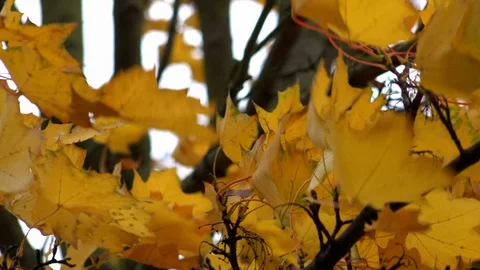 Bright yellow maple tree leaves blow and branches bow in a strong wind Stock Footage 119153683