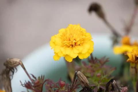 Bright Yellow Marigold Bloom in a Garden Pot Stock Photos