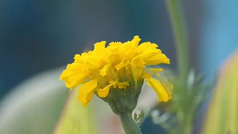 Bright Yellow Marigold Flower Bloom With Layered Petals &amp; Blurred Background Stock Footage 345488184