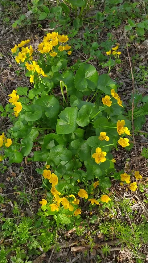 Bright yellow marsh marigold Caltha palustris blooming in spring forest under Stock Footage 311224830