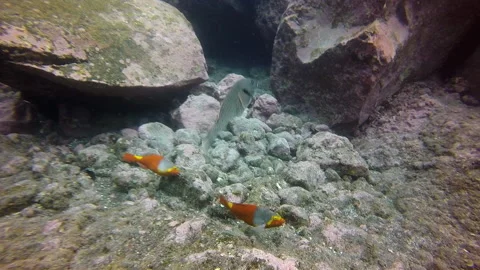 Bright yellow orange parrot fish underwater in Atlantic ocean. Stock Footage 140413954