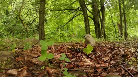  bright yellow-orange spots on the salamander crawling Stock Footage 40524078