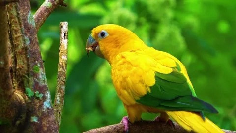 Bright Yellow Parrot Perched on Tree Branch Stock Footage 322549236