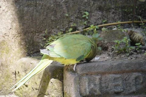 Bright yellow parrot, possibly an Amazon parrot species, Stock Photos