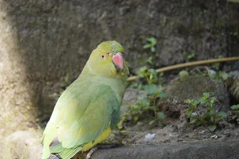 Bright yellow parrot, possibly an Amazon parrot species, Stock Photos