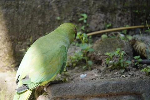 Bright yellow parrot, possibly an Amazon parrot species, Stock Photos