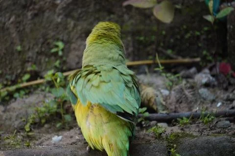 Bright yellow parrot, possibly an Amazon parrot species, Stock Photos