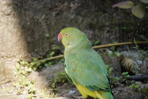 Bright yellow parrot, possibly an Amazon parrot species, Stock Photos