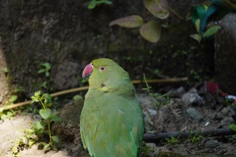 Bright yellow parrot, possibly an Amazon parrot species, Stock Photos