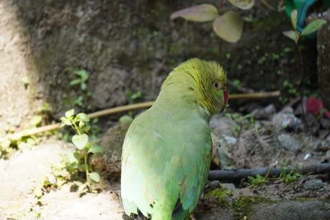 Bright yellow parrot, possibly an Amazon parrot species, Stock Photos