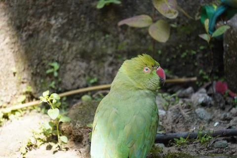 Bright yellow parrot, possibly an Amazon parrot species, Stock Photos