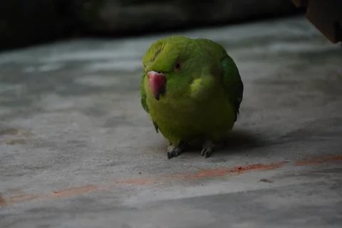 Bright yellow parrot, possibly an Amazon parrot species, Stock Photos