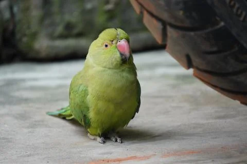 Bright yellow parrot, possibly an Amazon parrot species, Stock Photos