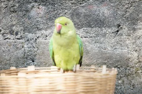Bright yellow parrot, possibly an Amazon parrot species, Stock Photos