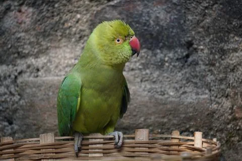 Bright yellow parrot, possibly an Amazon parrot species, Stock Photos