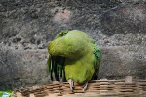 Bright yellow parrot, possibly an Amazon parrot species, Stock Photos