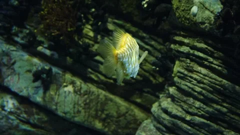 Bright yellow Pineapple Fish with distinctive black-edged bony scutes Stock Footage 331010332