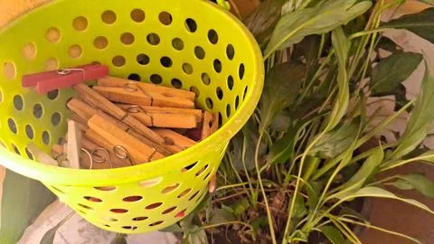 Bright yellow plastic basket filled with wooden laundry clothespin pegs 写真素材