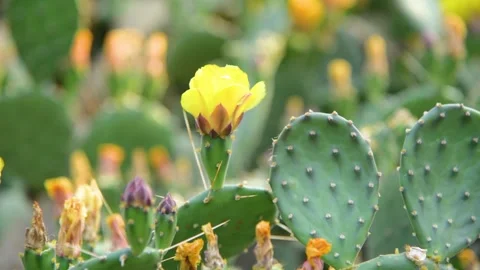 Bright Yellow Prickly Pear Cactus Flower Blooming in a Sunny Desert Garden Stock Footage 342024908