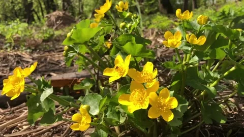 Bright yellow primroses, spring forest landscape, zoom out Stock Footage 265872577