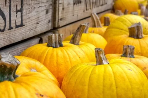 Bright Yellow Pumpkins Small Group on Wood Crate Texture Background Autumn Fa Stock Photos
