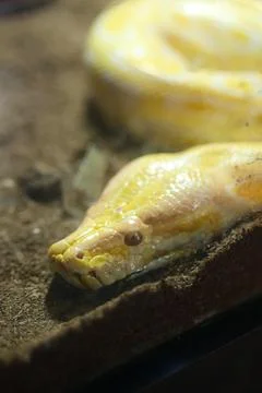Bright yellow python resting on a rocky surface in a zoo Photos