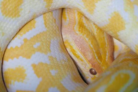Bright yellow python tightly coiled resting peacefully Photos