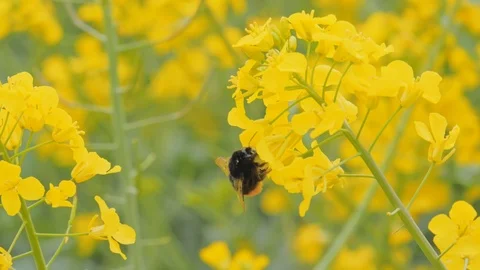 Bright Yellow Rape with a bumblebee 스톡 동영상 108957662
