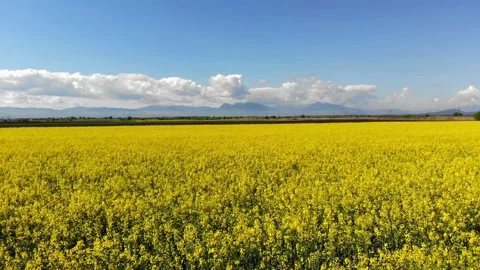 Bright Yellow Rape Colza Field aerial footage Stock-Footage 159896533