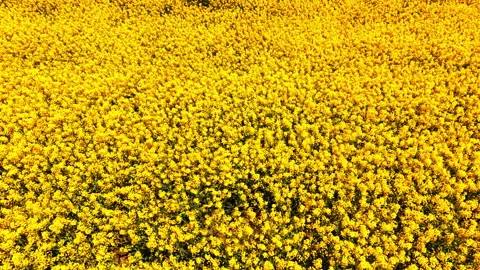 Bright yellow rapeseed blossoms in full bloom, Bulgaria Stock Footage 345154670