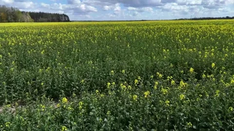 Bright yellow rapeseed field in spring under a bright cloudy sky Stock Footage 308694812