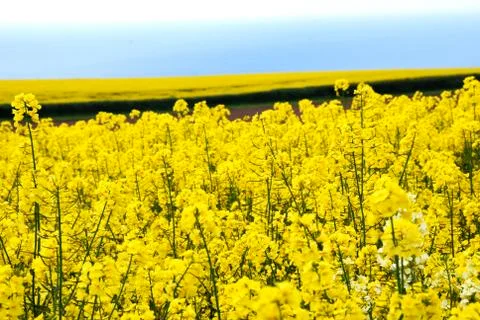 Bright Yellow Rapeseed Fields Stock Photos