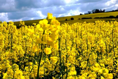 Bright Yellow Rapeseed Fields Stock Photos