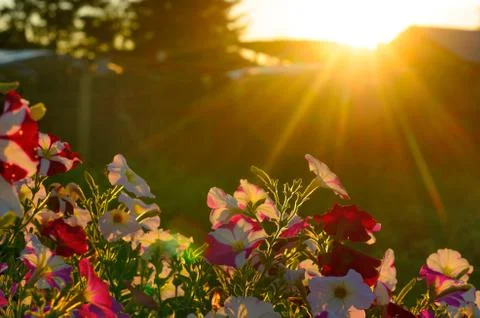 Bright yellow rays of the sun at sunset illuminate the blooming buds of color Stock-Fotos