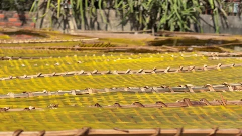 Bright yellow rice sheets dry naturally on bamboo frames exposed to sun and open 库存影片 329615896