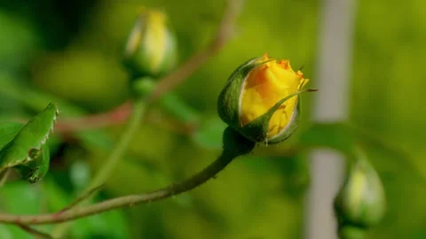 Bright yellow rose Stock Footage 313621935
