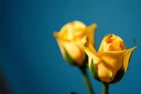 Bright Yellow Rose with fresh vibrant petals Stock Photos