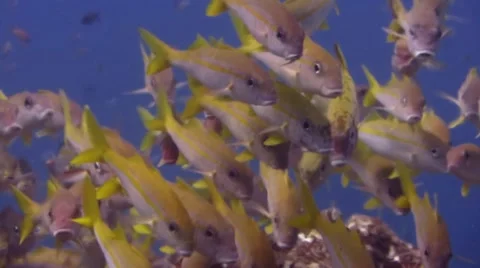 Bright Yellow schooling goatfish Stock Footage 48276290