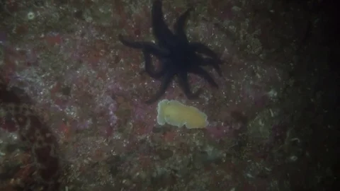 Bright yellow sea slug and starfish underwater in ocean of Alaska. Stock Footage