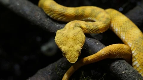 Bright Yellow Snake Eyelash Tree Viper Ecuador 01 Stock Footage 88009868